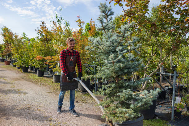 The Steps Involved in Our Tree Care Process in Moosic, PA